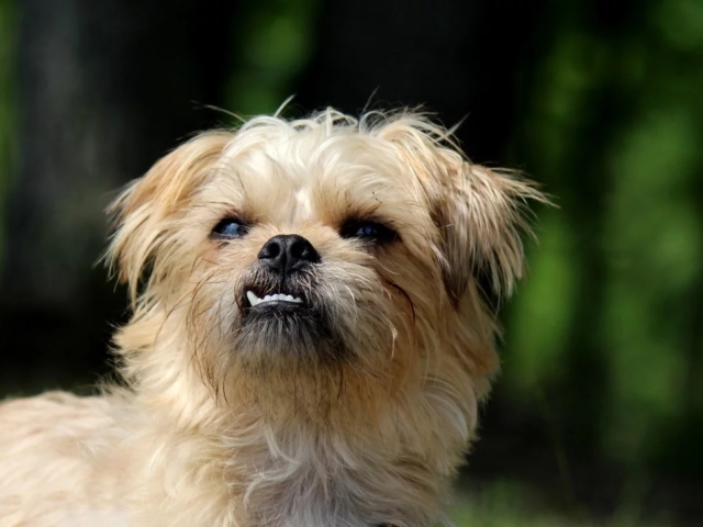 スターウォーズ チューバッカのモデルの犬がかわいい 元ネタと毛並みを比較 特撮ヒーロー アニメ情報局