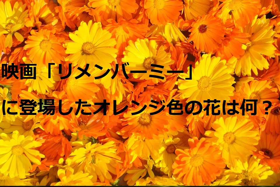 リメンバーミーの花の名前はマリーゴールド 花言葉の意味やなぜ死後の世界の橋にあるかも 特撮ヒーロー アニメ情報局