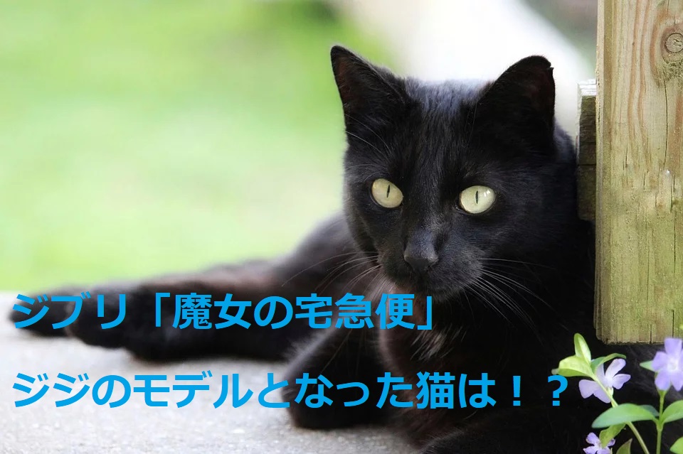 魔女の宅急便ジジの猫の種類はボンベイ 恋人リリーの品種 特徴も 特撮ヒーロー アニメ情報局